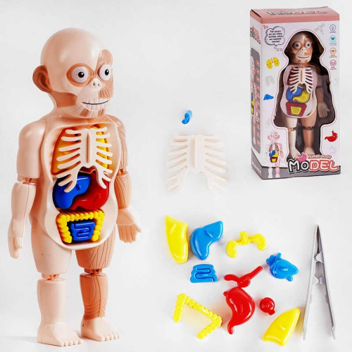 Набір лікаря W 608 анатомія людини, у коробці